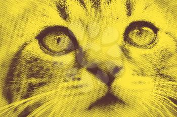 Portrait of cute kitten cat in black and yellow retro halftone abstract illustration.