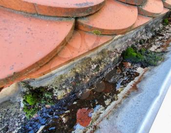 Closeup of roof gutter clogged with moss.