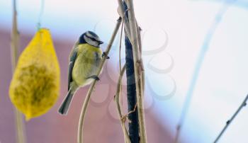 Closeup of Cute Great Tit Bird (Cyanistes Caeruleus) on branch.