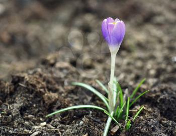 Growing spring purple giant crocus (Crocus vernus) in the soil.