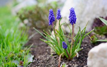 Close Up of Blue Muscari Armeniacum or Armenian Grape Hyacinth Bunch, Growing in the Garden from the Soil at Early Spring Season.