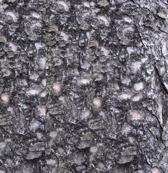 Background of tree bark. Full frame tree bark natural texture and pattern.