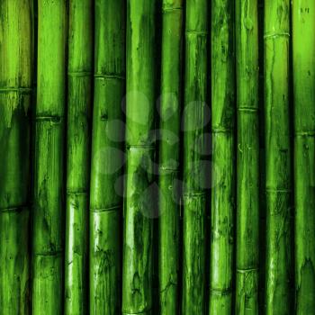Bamboo texture. Green nature background tropical wood