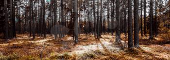 Forest. Wild plants and trees. Ecology panorama