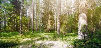 Beautiful wild forest. Summer landscape clear panorama