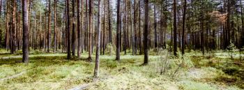 Forest. Wild plants and trees. Ecology panorama