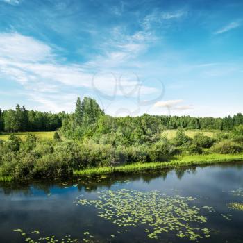 Summer field and forest landscape. Clear outdoor