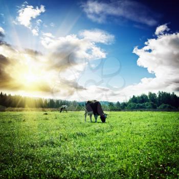 Pasture and clouds. Summer morning shot nature background