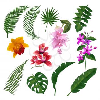 Set of Tropical flowers bouquet. Vector illustration of leaves and branches. Color flower and green plant, summer blossom tropical flower