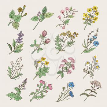 Botanical herbs and flowers. Hand drawing pictures isolate on white background. Botanical flower blossom, illustration of drawing herb and flower