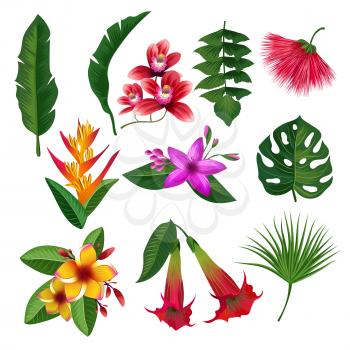 Tropical plants hawaii flowers leaves and branches. Vector illustration isolate on white background. Color blossom flower and green flower plants