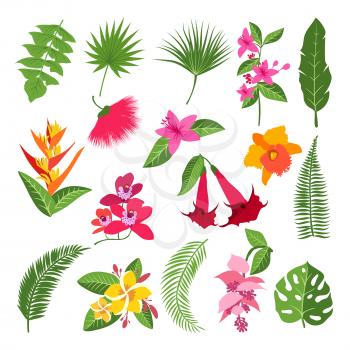 Exotic tropical flowers and leaves. Vector illustrations of plants. Tropical color flower and exotic floral branch with flowers