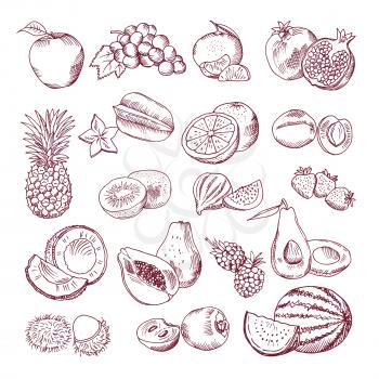 Fresh and juicy fruits. Vector hand drawn illustration isolate on white background. Doodle pictures set. Juicy fruits, fresh vegetarian organic food