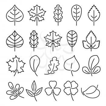 Leaf icon set. Linear vector illustration isolate on white background. Natural autumn plants. Pictures for logo design. Symbol of linear outline leaf