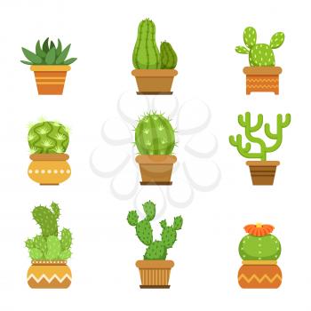 Botany decorative plants in pots. Cactus with flowers isolate on white background. Vector illustration. Green cactus with color flower