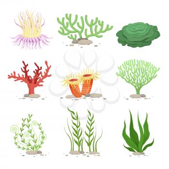 Vector set of underwater plants. Funny illustrations in cartoon style isolate on white. Underwater plant, ocean and sea plant for aquarium
