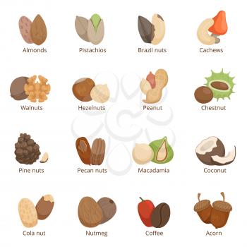 Vector illustration of different nuts. Vector set isolated on white background. Organic nuts collection