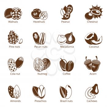 Monochrome illustrations of nuts. Vector pictures isolate on white background. Collection of various vegetarian organic nuts for healthy