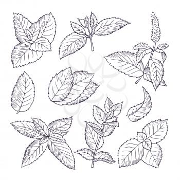 Hand drawn illustrations of mint leaves and branches. Herbal doodle background. Spice herb mint medicine ingredient