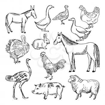 Farm animals set in hand drawn style. Vector illustrations. Animal farm sketch goose and lamb, hog and horse
