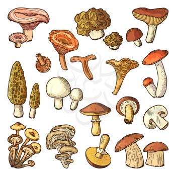 Colored nature vector illustrations of mushrooms. Truffles, slippery and chanterelle. Collection of organic mushroom food