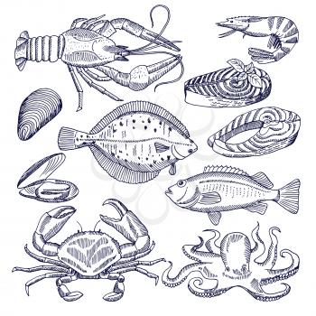 Vector illustrations of sea food for restaurant gourmet kitchen. Oysters, lobsters and fishes. Pictures for design menu seafood, salmon and crab, mussel and fish