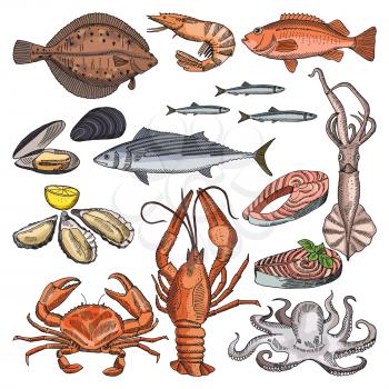 Illustrations of sea food products for gourmet menu. Vector pictures of squid, oyster and different fishes. Crab and fish, lobster and cancer, octopus and fresh oyster