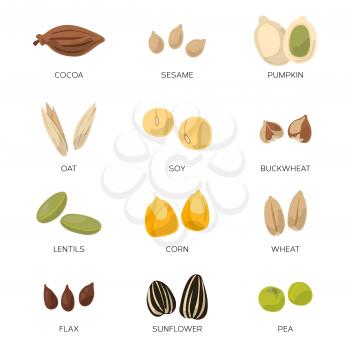Illustration of different seeds isolate on white background. Vector icons set. Collection of organic nut sesame pumpkin and corn