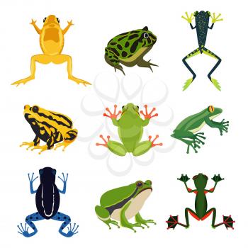 Exotic amphibian set. Different frogs in cartoon style. Green animals isolate on white. Cartoon frog animal illustration vector