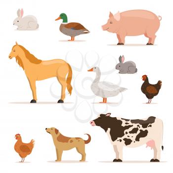 Different domestic animals on farm. Geese, ducks, hens chickens and cattle. Vector illustrations set. Duck and cow, collection of domestic farm animals