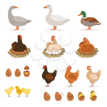 Chicken brood hen, ducks and other farm birds and his eggs. Vector illustrations set in cartoon style. Chicken and goose, duck and chicken eggs