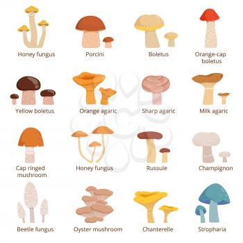Forests mushrooms set. Vector illustrations in cartoon style. Nature mushrooms honey fungus and porcini, boletus and agaric