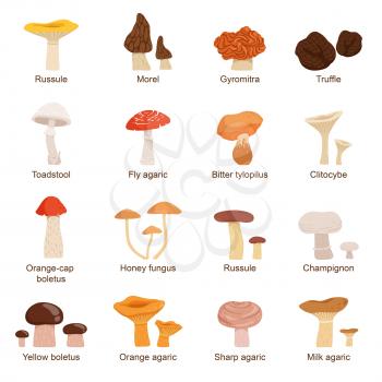 Natural fresh food. Different mushrooms. Truffles slippery chanterelle and others. Vector illustration mushroom edible, vegetable natural in cartoon style