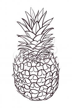 Hand drawn illustration of pineapple. Vector sketch pineapple, healthy organic fruit