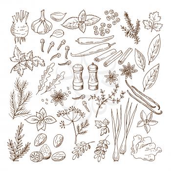 Hand drawn illustrations of different herbs and spices. Vector pictures set isolate on white. Herb spice ingredient, natural organic rosemary and mint