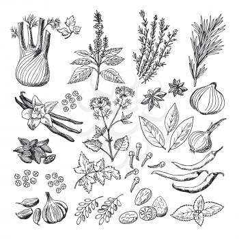 Sketch illustrations of spices and herbs. Vintage hand drawn vector. Herb botany spice and vintage plant