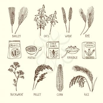 Vector set of different cereals. Muesli, wheat, rice and others. Hand drawn illustration. Natural agriculture ingredient, vegetarian nutrition product