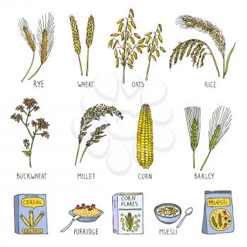 Colored illustrations of cereals. Vector pictures in hand drawn style. Sketch retro drawing fresh grain oats and rice