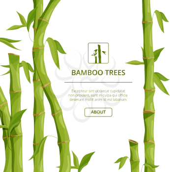 Eco background pictures with decorative illustrations of bamboo and place for your text. Bamboo decorative banner, stem organic fresh tropical plant vector