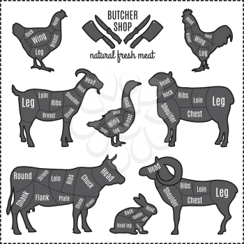 Illustrations of domestic animals silhouettes with cut lines of different parts. Animal butcher silhouette diagram scheme drawing vector