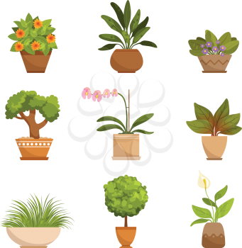 House plants, decorative flowers indoors. Vector illustrations in cartoon style. Green flowerpot natural isolated on white background