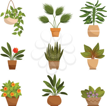 Illustrations set of home decorative plants. Vector pictures isolate on white. Green plant for home, floral flower and houseplant