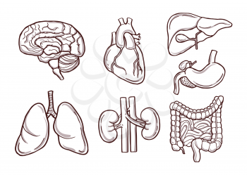 Hand drawn illustration of human organs. Medical pictures. Human anatomy and health drawing organ vector