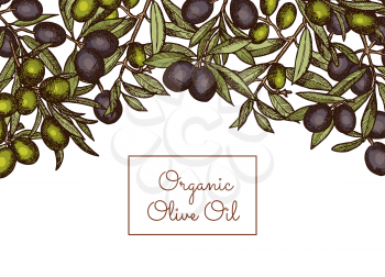 Vector illustration banner and poster with place text and hand drawn olive branches above