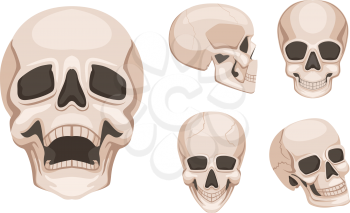Human skull at different sides. Vector monochrome pictures. Skull skeleton head, death spooky and creepy illustration