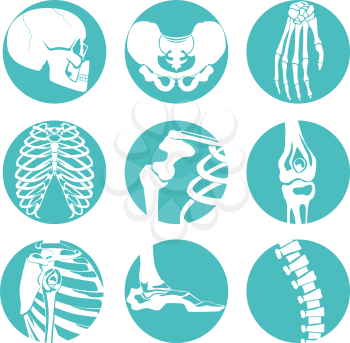 Illustrations of human anatomy. Orthopedic pictures of skeleton and different bones. Human anatomy, joint and skeletal vector