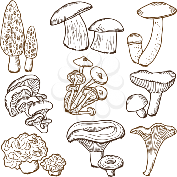 Forest mushrooms in hand drawn style. Vector illustrations. Collection of mushroom hand drawn, fungus ingredient