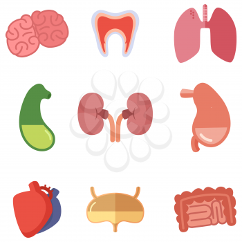 Human internal organs on white background. Vector icons set in cartoon style. Liver and heart, brain and digestive illustration