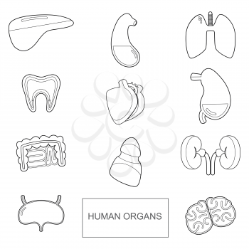 Human organs in outline style. Vector icons set isolate on white background. Human anatomy organ, vector illustration