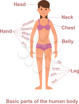 Main parts of human body on female figure. Hand and shoulder, leg and belly, chest and neck, woman body vector illustration
